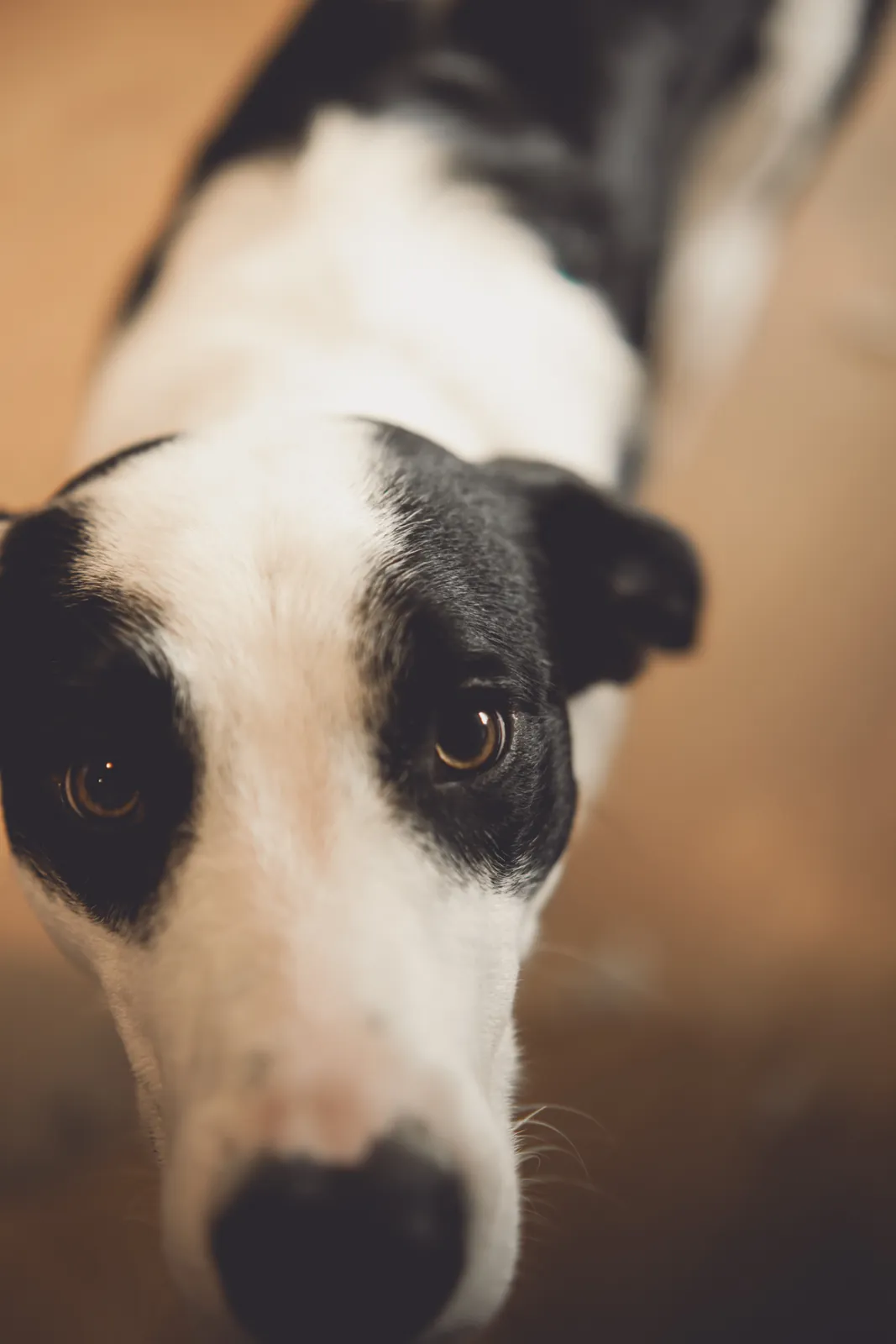 Amanda & Lucas — frame 07, photography by Anna Mello Studios